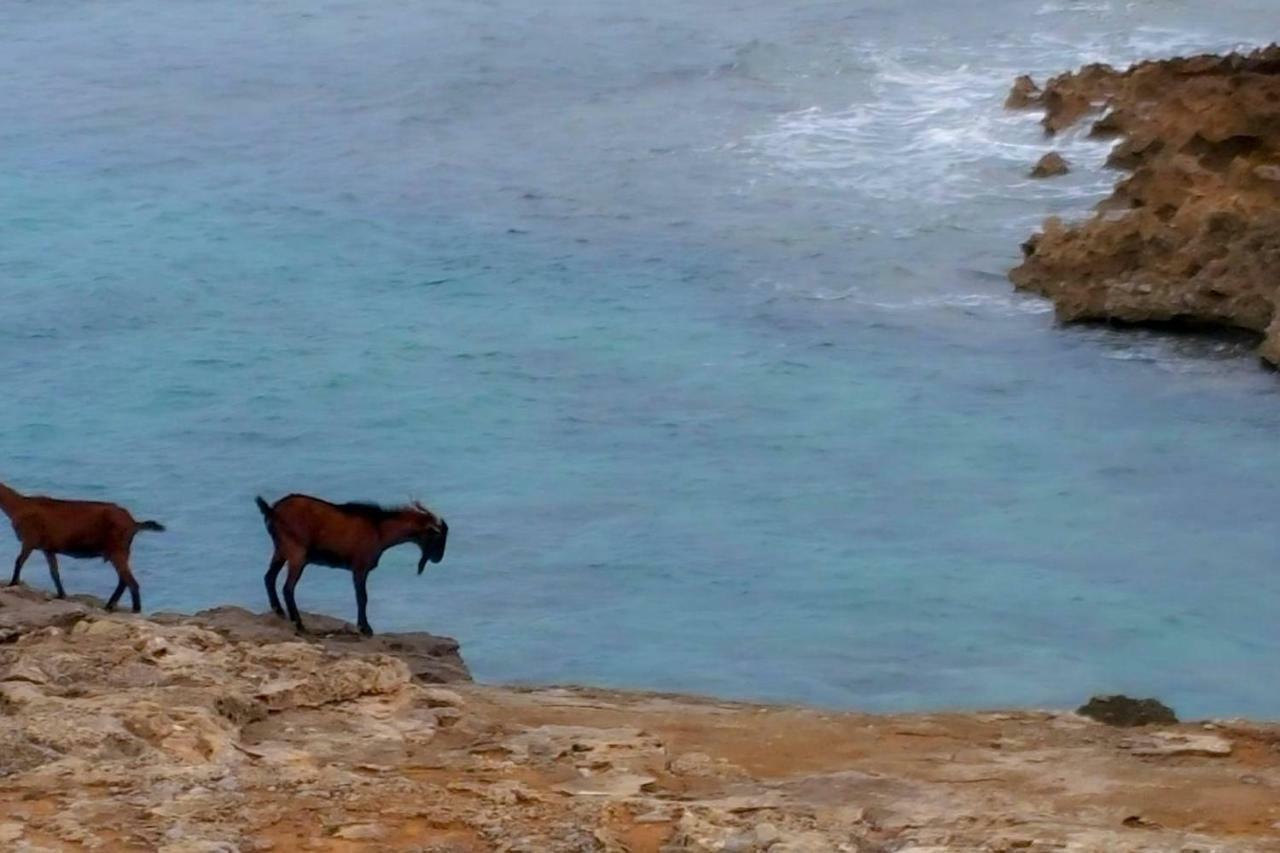 Es Fasser Alcúdia Kültér fotó